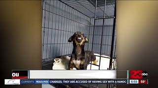 Dog goes viral for smiling in adoption picture, finds forever home