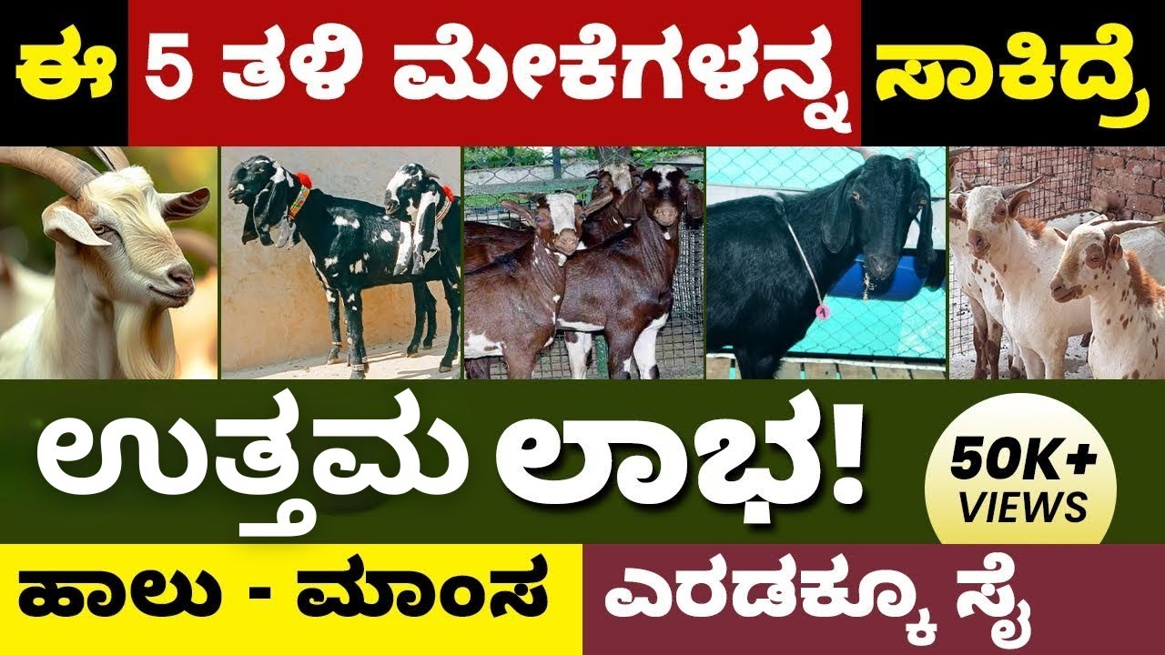 5-types-of-goat-breeds-in-kannada-different-goat-breeds-for-meat-and