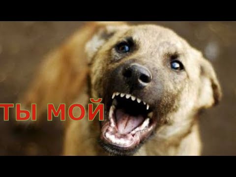 Самый опасный dodge