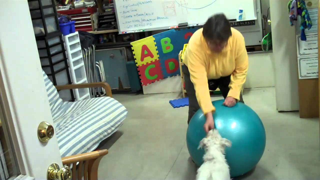 Beginning Treibball Training - How to Teach Orientation with the Ball