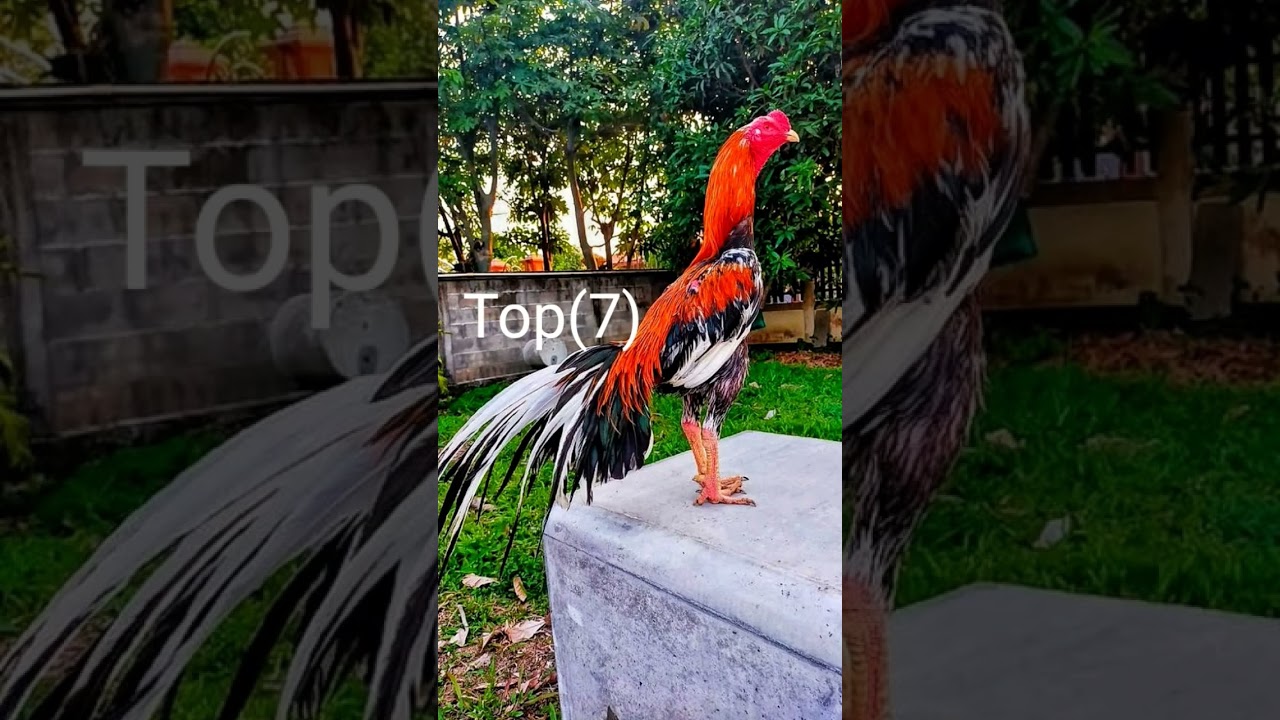 Top (10) Ten Aseel murga/Fighter murga 