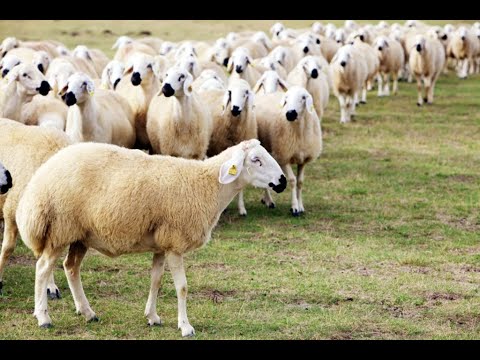 kangal koyunu genel ozellikleri sivas koyunu ic anadolu bolgesi hayvancilik youtube