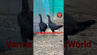 FROM# Bhimavaram Peruvian# #subscribe #varma #viral #assel #gp #rells #chicken #funnyanimals #edit #