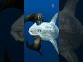 Dumbest Fish on Earth
