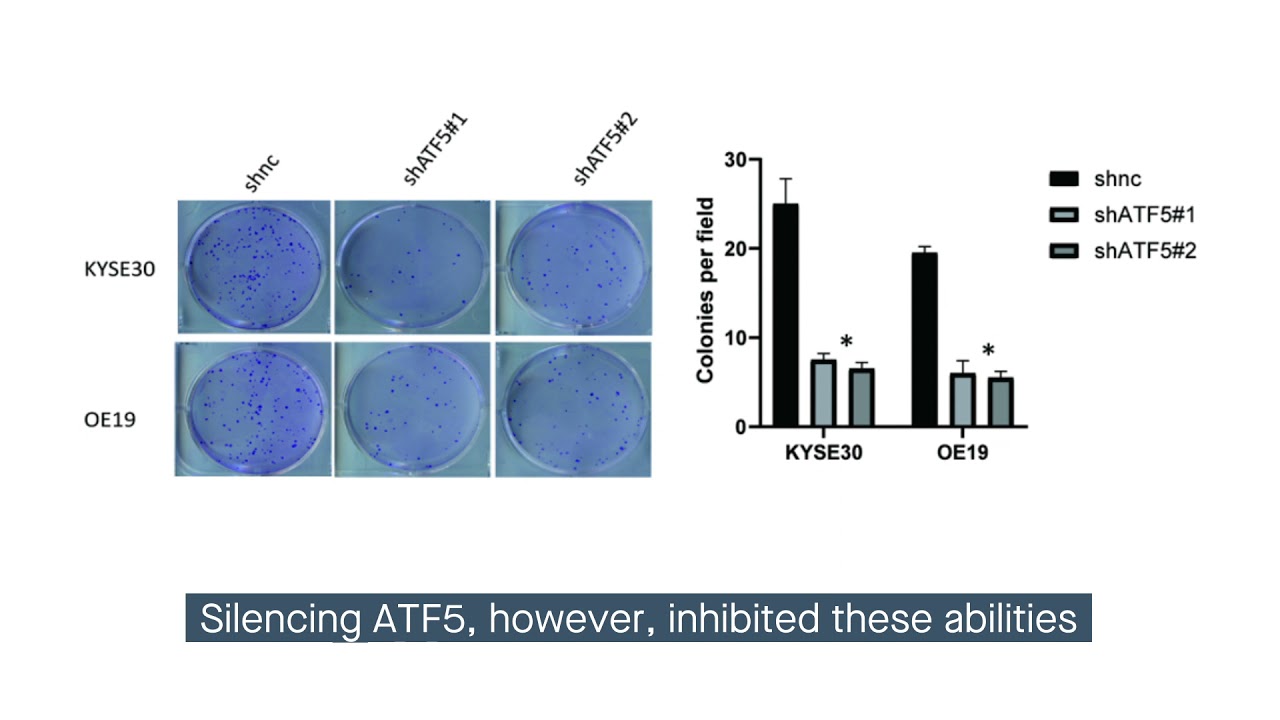 ATF5 and HIF1: Targets for esophageal cancer therapy