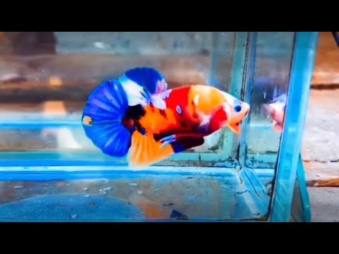 Video Cách trị bệnh nấm, lờ đờ, túm đuôi và suy ở cá betta... - youtube