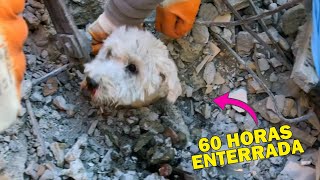 ANIMALES RESCATADOS en el Terremoto de Turquía | Perros y Gatos 🐶 Rescate Animal #16 - Quom