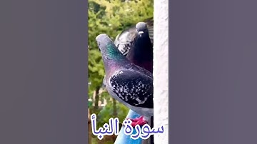 سورة النبأ #quran #دويتو #duet #دعاء #صباحالخير #تيك_توك #دعاءمستجاب #حالات_واتس #حالاتواتس #لايك
