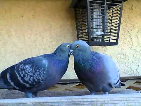 Rock Pigeon Courtship
