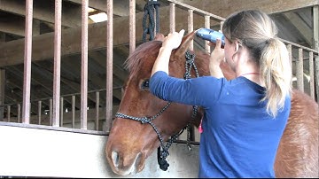 Valley View Ranch - Just Ask Lena - clipping