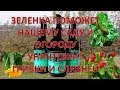 ПРИМЕНЕНИЕ ЗЕЛЕНКИ В САДУ И ОГОРОДЕ .vselennaya uvlesheniy