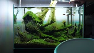 이끼폭탄 맞은 수초항 되살리기 #1  Reviving a water plant tank covered with algae  Part 1