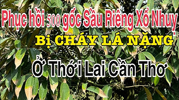 Phục hồi vườn Sầu riêng 500 gốc Xổ nhuỵ bị CHÁY LÁ hàng loạt ở Thới Lai Cần Thơ