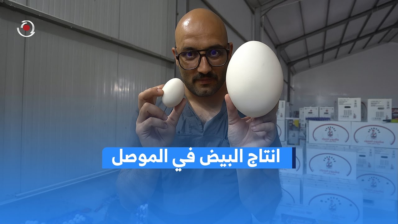 انتاج البيض بأنوعه وبطريقة ذكية في الموصل  😍🙏