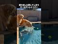 ボールを取れなくても可愛いゴールデンレトリバー！ #ゴールデンレトリバー #犬 #いぬ #動物