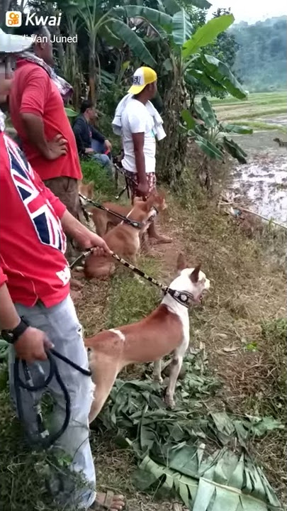 Mengerikan anjing berburu babi hutan