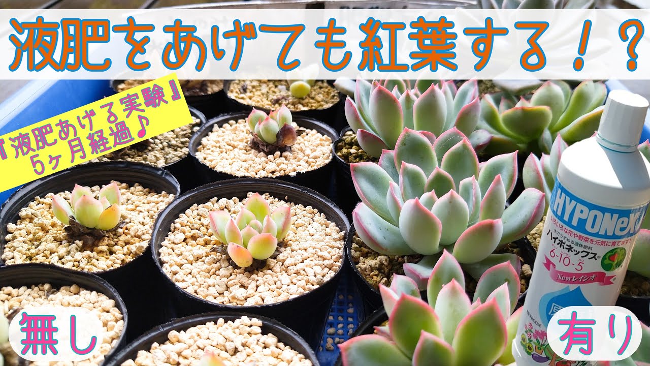 多肉植物 液肥をあげても紅葉する 液肥あげる実験 5ヶ月経過しました これからは紅葉の変化にもご注目です Youtube
