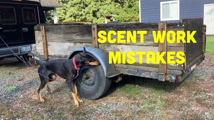 Avoid Common Novice Canine Scent Work Mistakes