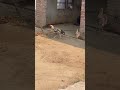 #java #aseel #birds #birds #chicken #fighting