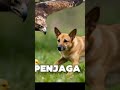 Fokus pada Keberanian (Heroik)