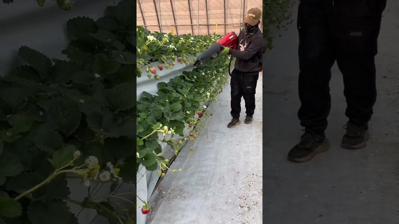 🍓Greenhouse Strawberry Pollination—Efficient & Controlled!🐝