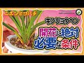 キンリョウヘン【花を咲かせる為に絶対に必要な条件】秋冬の管理日本みつばちの養蜂 How to Beekeeping