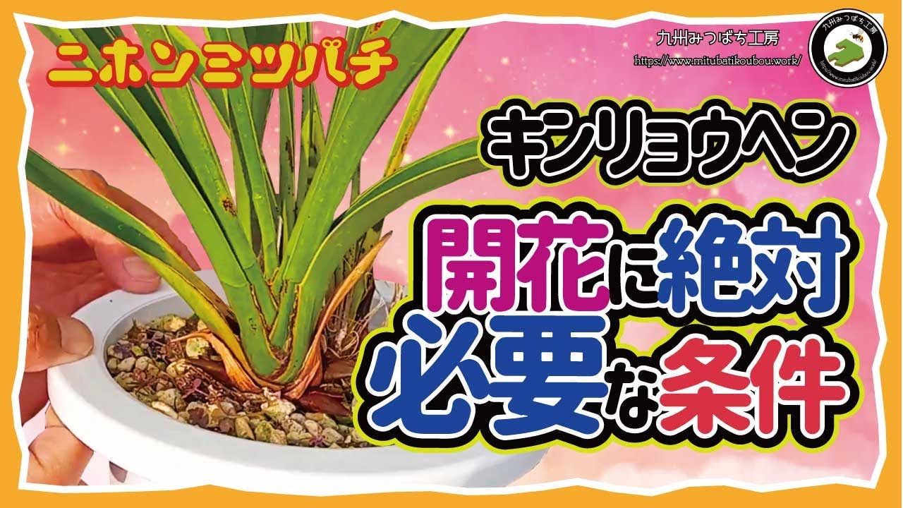 キンリョウヘン【花を咲かせる為に絶対に必要な条件】秋冬の管理日本