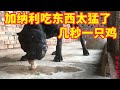 阿龙养殖西班牙加纳利猛犬，大种公5秒生吞一个鸡架，太生猛了！