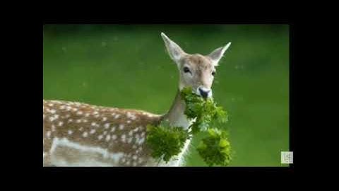 TPS/Class 4th/Subject-Science/Ch-6 Green Plants/Topic-Interdependence of plants and animals