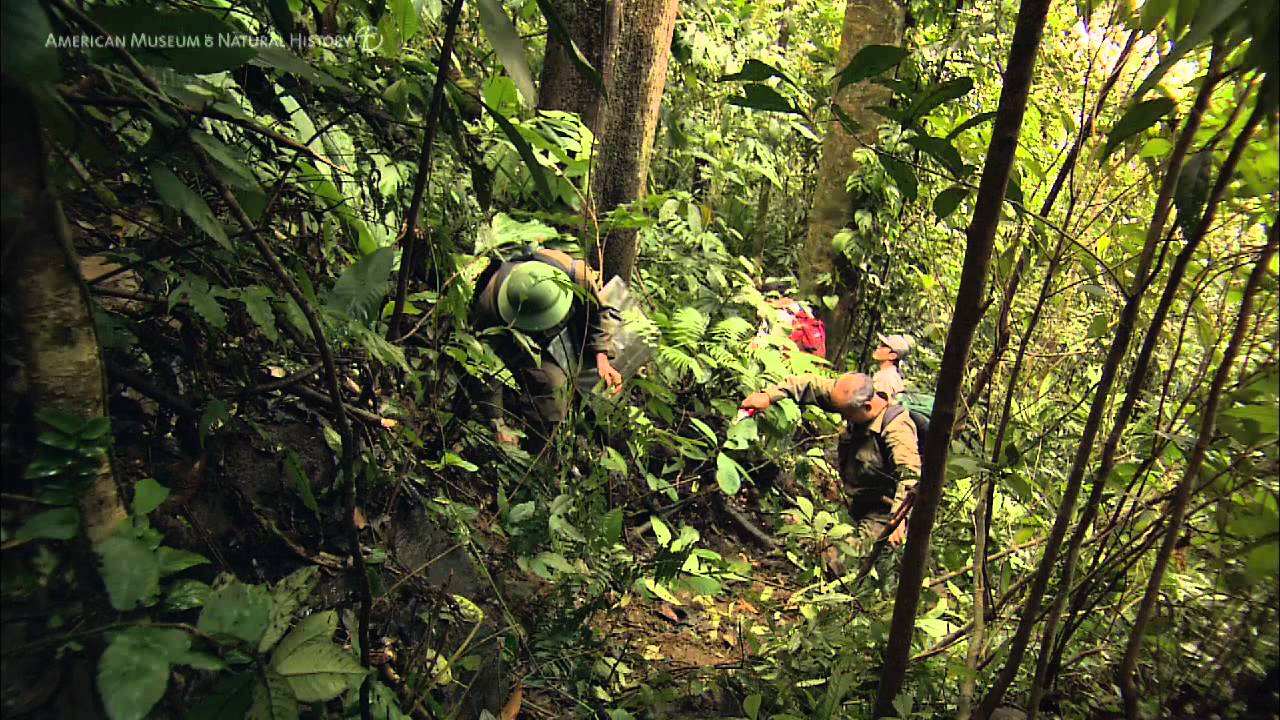 Surveying Biodiversity in Vietnam | AMNH
