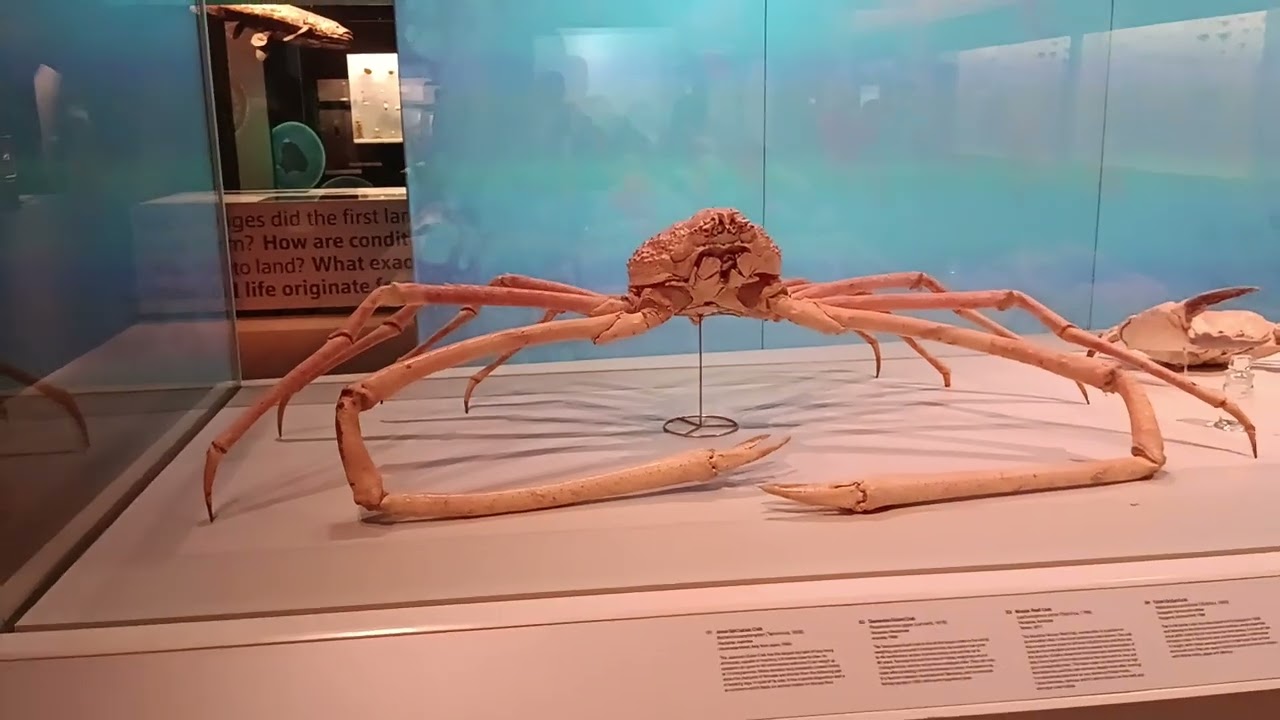 Giant Japanese Spider Crab タカアシガニ | Very Large & Long Crab