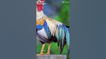 Gà chuối quá đẹp