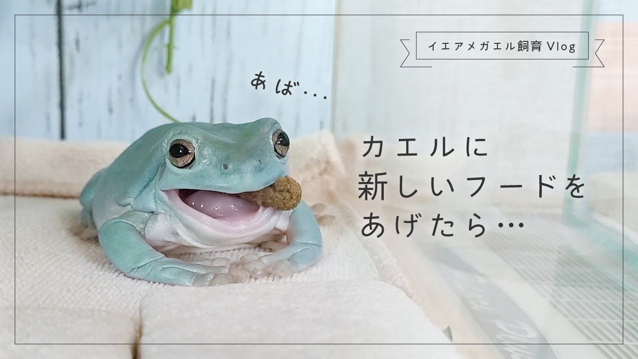 カエルに新しいフードをあげたら…【イエアメガエル飼育Vlog】 - YouTube
