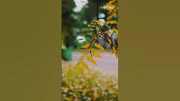 و ق ض ى ر ب ك أ ل ا ت ع ب د وا إ ل ا إ ي اه سورة الإسراء ياسر الدوسري 