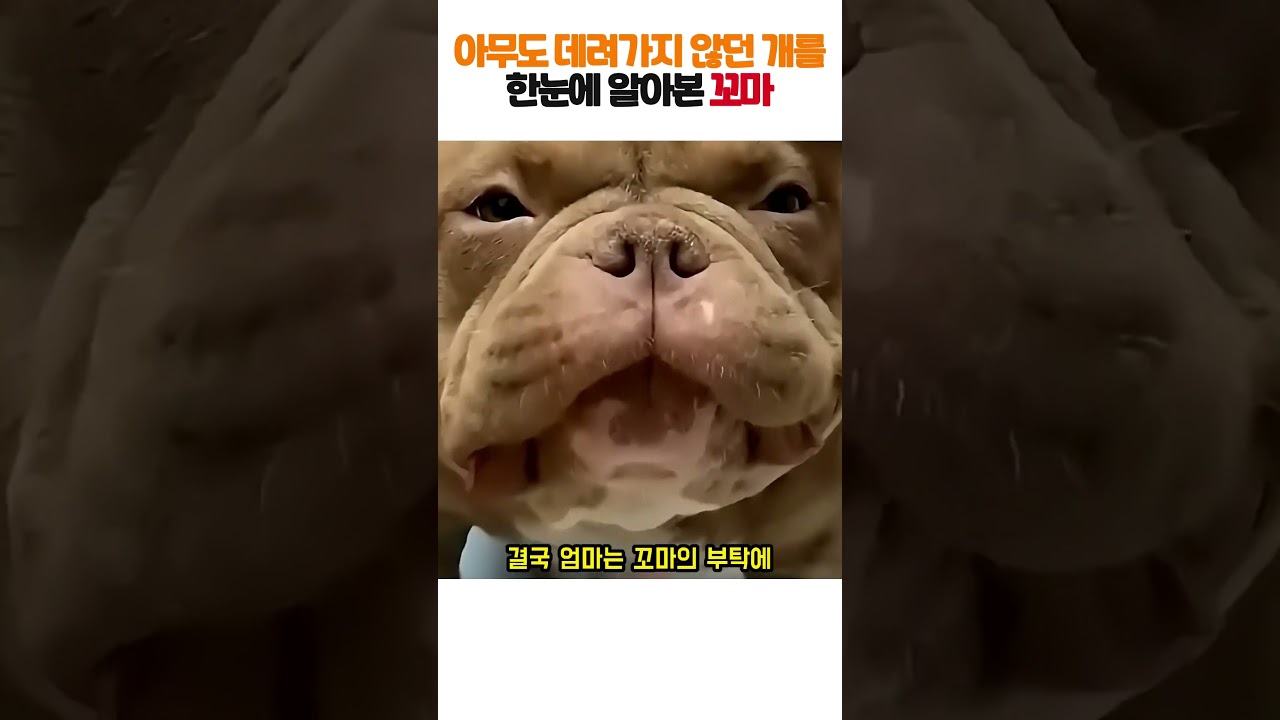 보호소에서 생김새 때문에 아무도 안 데려가던 덩치 큰 개를 꼬마가 한눈에 알아보자 벌어진 기적 ㄷㄷ ㅠㅠ #유기견 #동물구조 #감동실화 #반려견 #도파민폭발