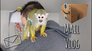 Baby Monkey oLLie Reunited Mail VLOG#MonkeyBooCrew #babySquirrelMonkey