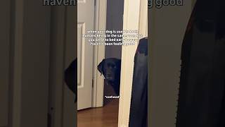 UM MOTHER??? #dogs #dogmom #blacklab #labrador #funnydogs #cutedogs