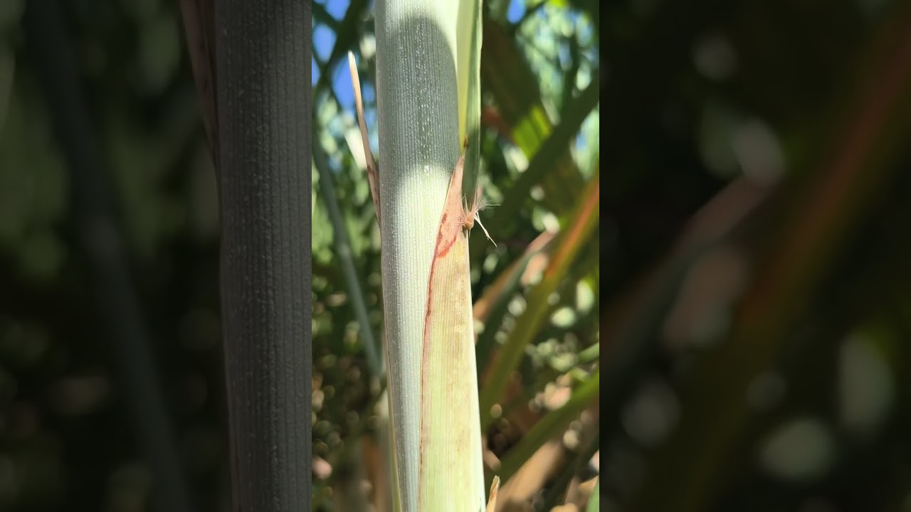 CTC9006 - Aspectos morfológicos no campo 