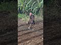 Smart farmer techniques before planting peanuts -Agriculture farming #shorts