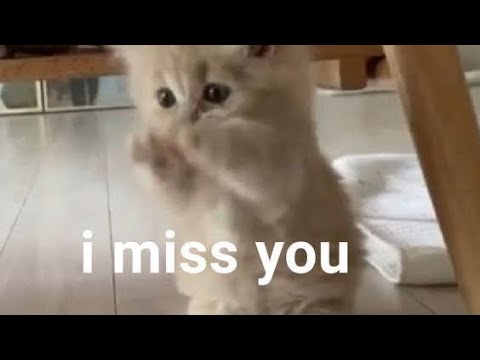 cute cat meme miss you