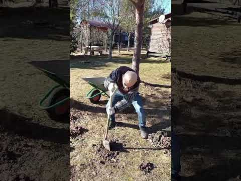 Битва с кротом#крот #кроты #дача #огород #газон #трава #сад #дачи #деревня #ландшафт #музыка #грядки