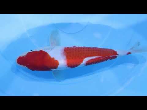GK-3462 - Kohaku - Dainichi