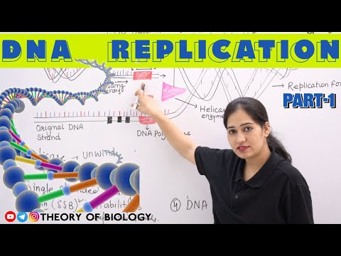 DNA Replication Process
