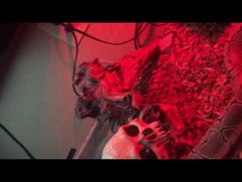Pinstripe ball python