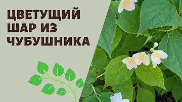 ЖАСМИН. Как сформировать куст в цветущий шарик, мои советы