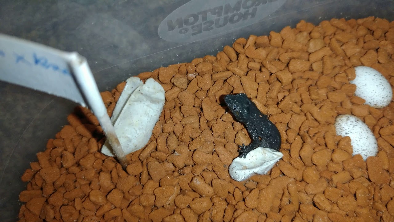 Strophurus ciliaris ciliaris hatching.