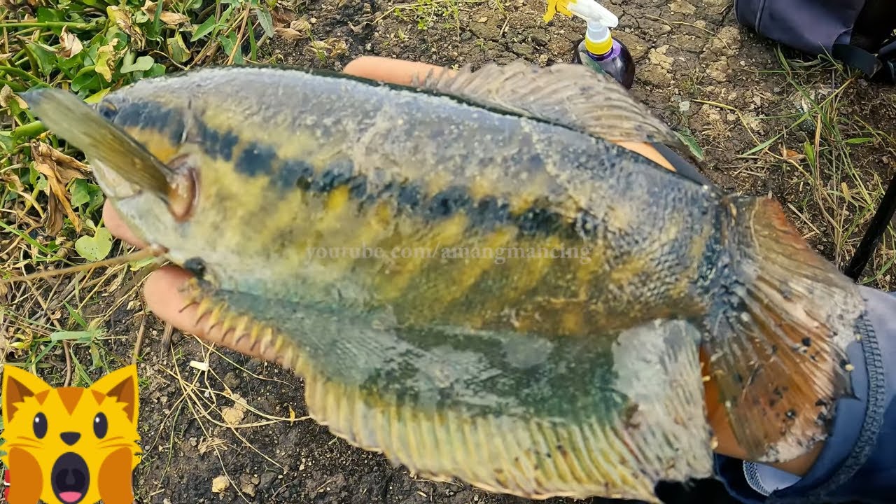 Cara Mancing Sepat Siam Terbaik - Mancing Ikan Sepat Siam Babon Super Besar