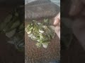 এইভাবে পটল এর ছিল্কা ভরতা কার কার পছন্দের?💗😊#ytshorts #cooking