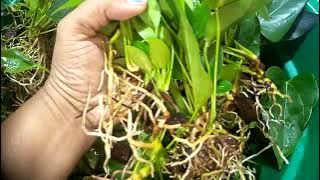 495 package#0772106907