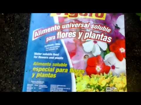 Video: Fertilización de plantas de rosa de Sharon: cuánto alimentar a un arbusto Althea